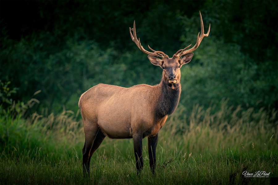 Roosevelt Elk